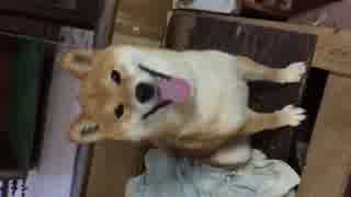 柴犬とママの会話