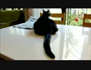 猫ミルキーのおなかとしっぽ