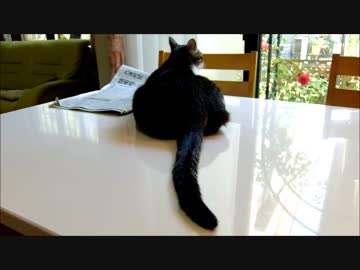 猫ミルキーのおなかとしっぽ