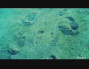 『転校前夜』を歌ってみました。おもちくん