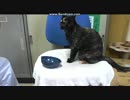 甘い声にはご用心ｗ　20160808