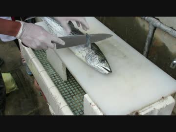 【にしやんFC】ガチの初心者がサワラを捌いてみた！