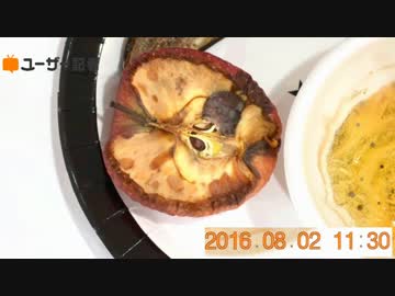 腐敗過程を定点で833枚撮影し、動画にしてみた【タイムラプス】