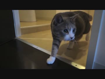 【モアクリ】 ネコとお引越し 2016 (3/3) 新居探索編