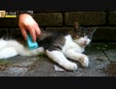 抜け毛が激しいサバシロ