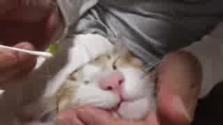 綿棒でキレイにされる猫。耳掃除、ハナクソ、歯磨きフルコース。
