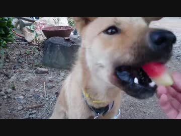 メイリオと初めてのスイカ