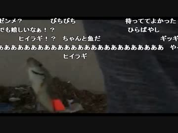 うんこちゃんと布団ちゃんの釣り配信 9/15【2016/08/09】