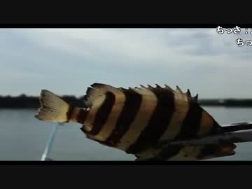 うんこちゃんと布団ちゃんの釣り配信 13/15【2016/08/09】