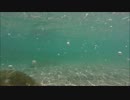 とっても綺麗な鹿児島県坊津（ぼうのつ）の海を水中カメラで撮影１