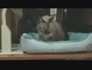 【114】ジャン❤︎ポン　パパ猫じゃらし摘みに河原まで出る