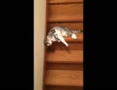 流れるように落ちていく猫（流動体）をぬるぬるにしてみた