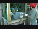 ヒナ用の鳥小屋を増設するぞ！！