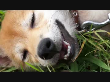 お散歩大好き！