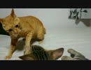 寝技をかけるぬこたち