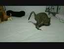 なんだか興奮しているぬこ