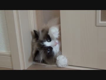 レオとしじみの新生活 Vol.30 　袋とフュージョンする猫