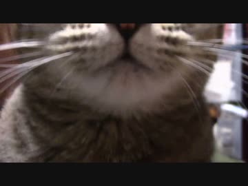 拾いねこ＠生後1498/1465日目　明日から夏イベだー。