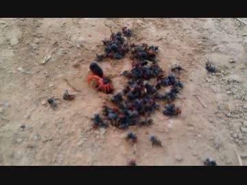 【ダブルらっきょう】ヒヨケムシ無双　VSアリンコ【世界3大奇虫】