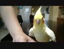 飛ばないインコは…