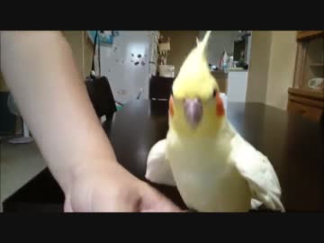 飛ばないインコは…