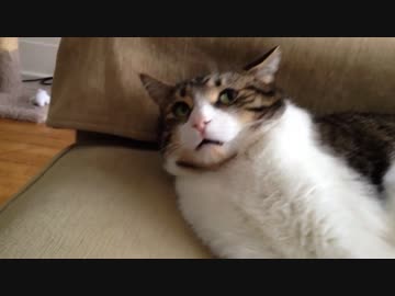フレ―メン反応