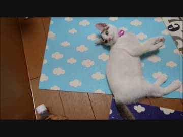 【捨て猫４３】お出迎えしてもらったった（嬉しい