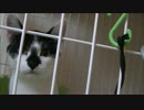 【こげつく】 実母に猫の世話を頼んだらこうなった