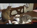 【駄々こ猫】構って！構って！！構ってよーー！！！！