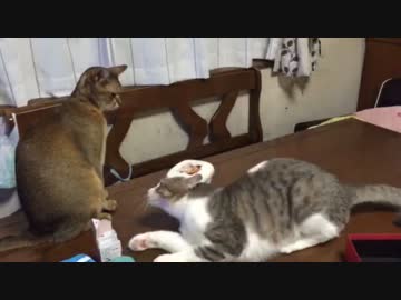 【駄々こ猫】構って！構って！！構ってよーー！！！！
