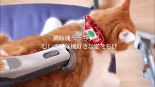 掃除機へっちゃら、むしろすき？猫をちび