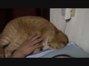 拾いねこ＠生後1500/1467日目　アコさん生誕1500日～～。