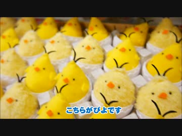 こけ(着ぐるみ母さん)がヒヨコの飼い方を紹介したらこうなった