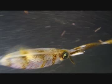 夜にダイビングしてみた