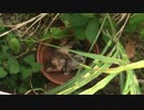 猫鉢植え
