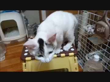 【捨て猫４５】猫と踏み台