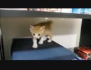 どうやって下りるの・・・