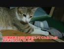 実家に帰省したら実家の猫に拒否られたシリーズ（８月帰省編その３）