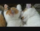 小猫達もお盆休み