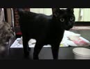 こんしゅうのおやつ【蒼民家の猫々】