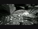 Eric Clapton - Black Summer Rain
