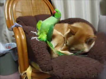 ゆずぴの尻でデニーロ（１６年８月１５日）