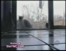 [面白映像]ネコ集