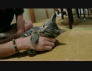 【にしやんFC】とらとかねこ