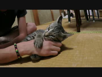 【にしやんFC】とらとかねこ