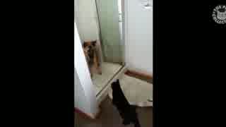 爆笑！最新版・猫の面白映像集！