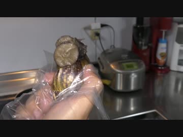 【寄生虫】危険な巨大かたつむりを食す【沖縄】