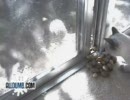 猫vsリス