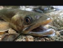 【山岳野営】山奥の渓流でソロキャンプ！② -岩魚釣り編-