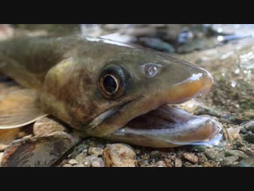 【山岳野営】山奥の渓流でソロキャンプ！② -岩魚釣り編-